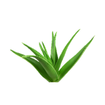 Jabón de Miel, Aloe y Propóleo - Imagen 8