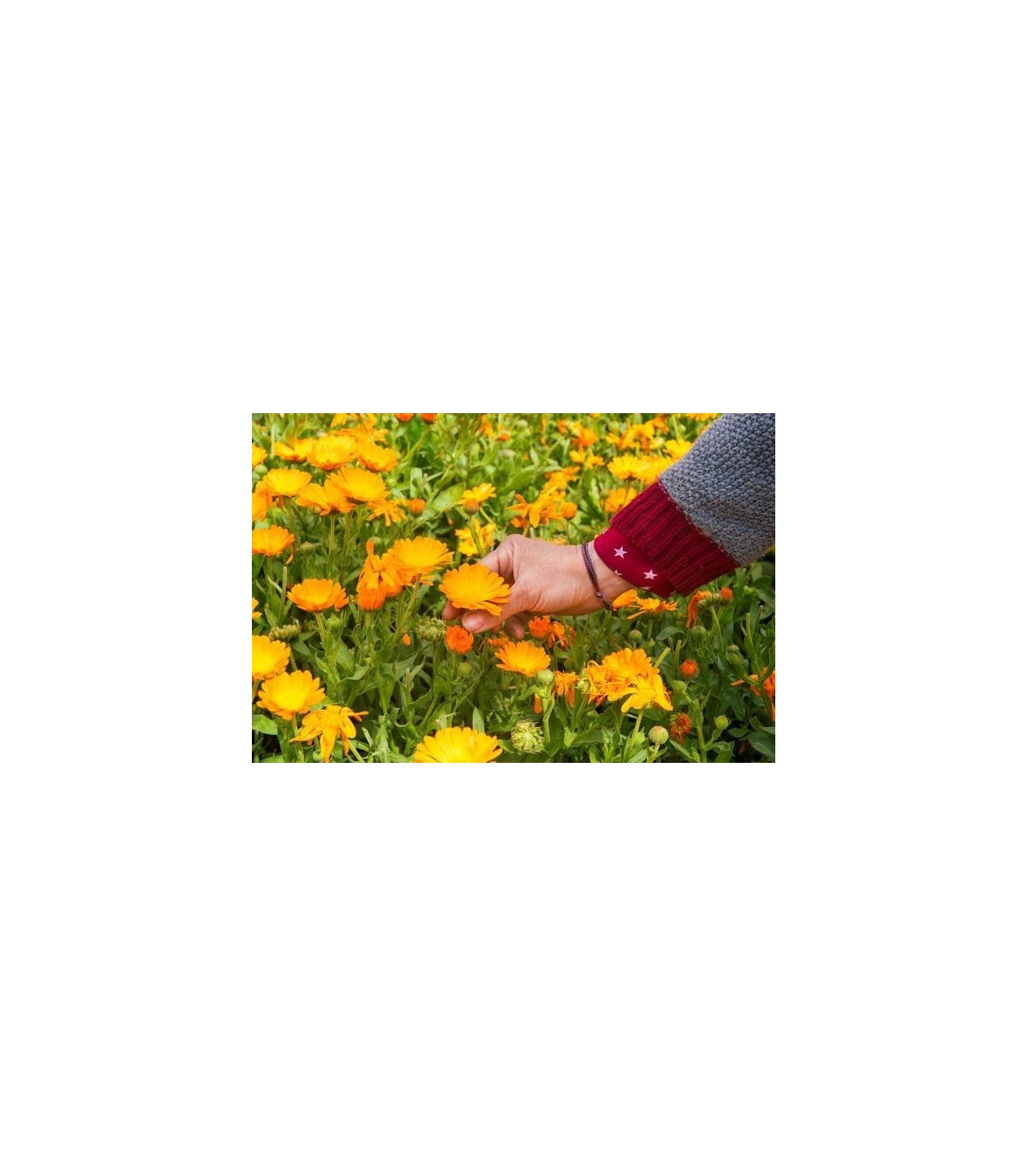 HIDRATANTE NUTRITIVA PIEL SENSIBLE 100% BIO - Imagen 3
